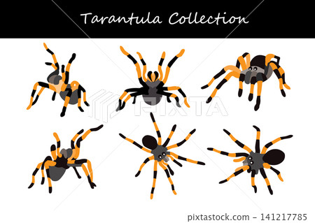 Tarantula collection. Tarantula in different poses Tarantula collection. Tarantula in different poses 141217785