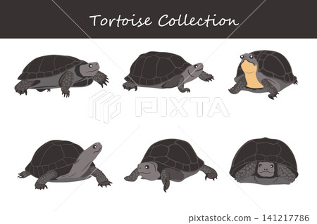 Tortoise collection. Tortoise in different poses Tortoise collection. Tortoise in different poses 141217786