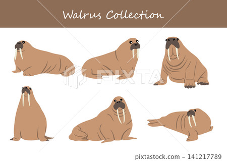 Walrus collection. Walrus in different poses Walrus collection. Walrus in different poses 141217789
