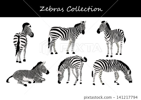 Zebra collection. Zebra in different poses Zebra collection. Zebra in different poses 141217794