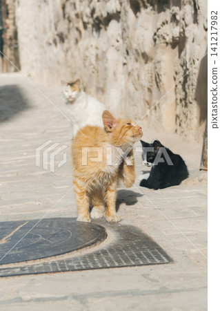 Cats of Sousse, Tunisia 141217982