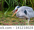 Gray heron preying on frogs 141218028