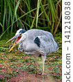 A vertical composition of a gray heron and a frog 141218038