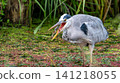 A heron predation scene utilizing negative space. 141218055