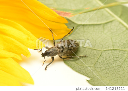 A member of the weevil family A member of the weevil family 141218211