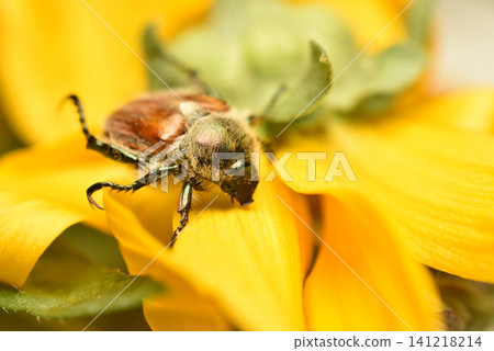 This is a garden beetle. 141218214