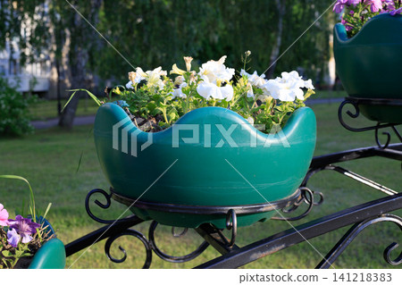 White petunia flowers blooming in green plastic bowl planter on black wrought iron stand, street landscape decoration background White petunia flowers blooming in green plastic bowl planter on black wrought iron stand, street landscape decoration background 141218383