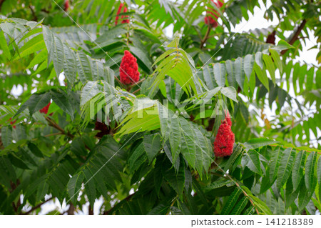 Staghorn sumac tree branches with red fuzzy fruit cones, green pinnate leaves of rhus typhina background in summer park Staghorn sumac tree branches with red fuzzy fruit cones, green pinnate leaves of rhus typhina background in summer park 141218389