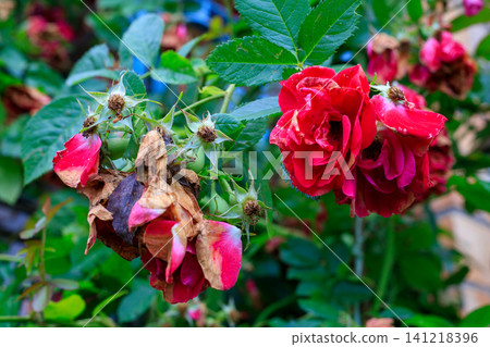 Fading red roses blooming on branch in garden, wilting rose petals with dry flower heads and green leaves background 141218396
