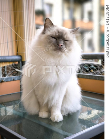 A fluffy Birman cat on the balcony. A fluffy Birman cat on the balcony. 141219064