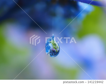 雨後清晨的雨滴 (20260627073303) 雨後清晨的雨滴 (20260627073303) 141219442