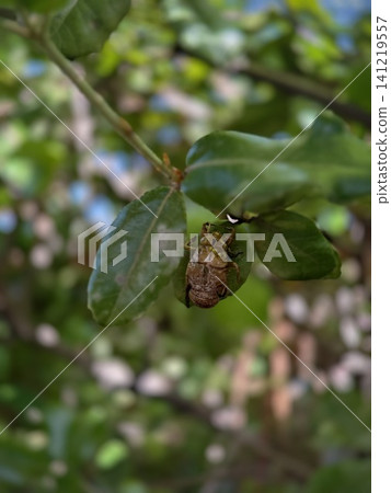 A photograph of a cicada's exoskeleton, evoking the feeling of Japanese summer. A photograph of a cicada's exoskeleton, evoking the feeling of Japanese summer. 141219557