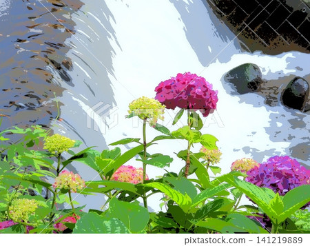 Red hydrangeas by the river (afr20260627075105) Red hydrangeas by the river (afr20260627075105) 141219889