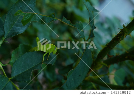 Photograph of a young specimen of a green insect, grasshopper or locust sitting on a partially eaten leaf of a rose bush. Natural pests in agriculture 141219912