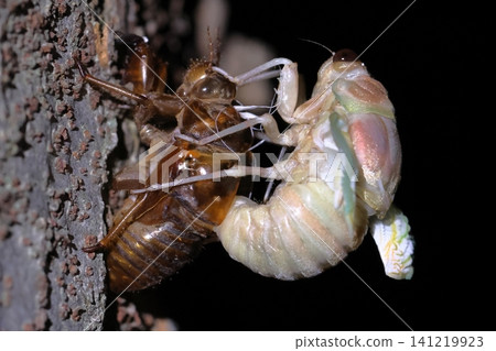 A newly emerged cicada and its exoskeleton. A newly emerged cicada and its exoskeleton. 141219923