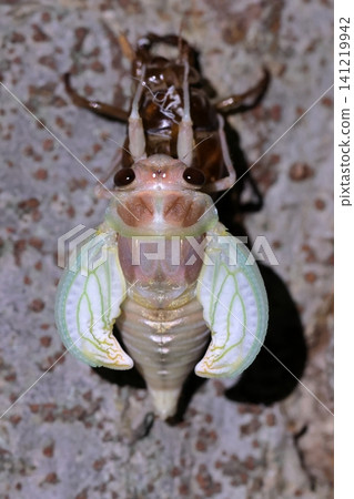 A newly emerged cicada and its exoskeleton. A newly emerged cicada and its exoskeleton. 141219942