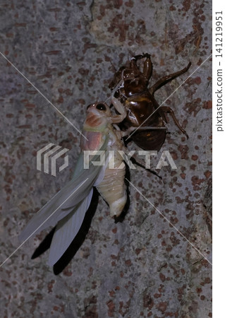 A newly emerged cicada and its exoskeleton. A newly emerged cicada and its exoskeleton. 141219951