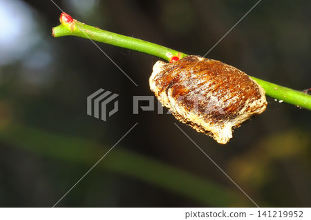 Bell-bellied praying mantis eggs Bell-bellied praying mantis eggs 141219952