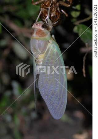 A newly emerged cicada and its exoskeleton. A newly emerged cicada and its exoskeleton. 141220021