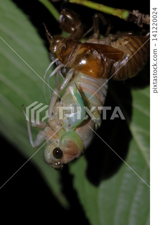 A newly emerged cicada and its exoskeleton. A newly emerged cicada and its exoskeleton. 141220024
