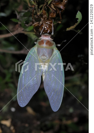 A newly emerged cicada and its exoskeleton. A newly emerged cicada and its exoskeleton. 141220029