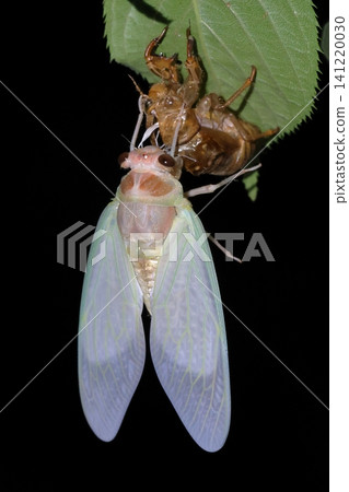 A newly emerged cicada and its exoskeleton. A newly emerged cicada and its exoskeleton. 141220030