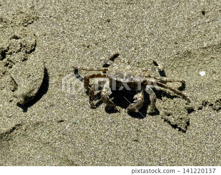 A close-up shot of a small crab crawling across the sand. Animal life in the wild. A close-up shot of a small crab crawling across the sand. Animal life in the wild. 141220137