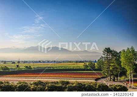 The flower fields of Farm Tomita in the early morning are a vibrant sight against the backdrop of the Tokachi mountain range shrouded in morning mist and the vast Tokachi basin. The flower fields of Farm Tomita in the early morning are a vibrant sight against the backdrop of the Tokachi mountain range shrouded in morning mist and the vast Tokachi basin. 141220142