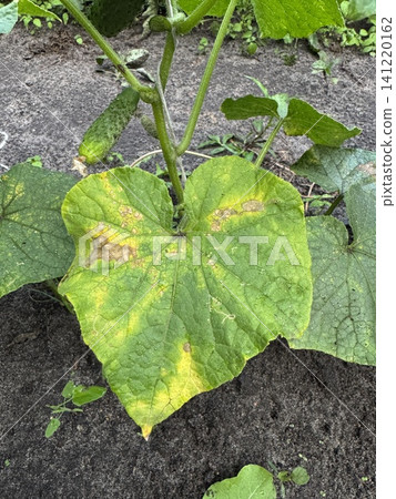 Yellowing Cucumber Leaf with Spots, Plant Health Issues in Garden Yellowing Cucumber Leaf with Spots, Plant Health Issues in Garden 141220162