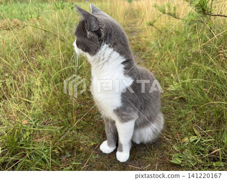 Curious Gray and White Cat Sitting Peacefully in Tall Green Grass Curious Gray and White Cat Sitting Peacefully in Tall Green Grass 141220167
