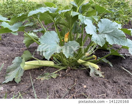 Healthy Zucchini Plant Growing in Garden with Flowers and Young Fruits 141220168