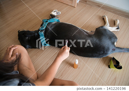 Owner treating a wound on a black dog lying on wooden floor Owner treating a wound on a black dog lying on wooden floor 141220196
