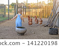 The baby is walking around the backyard, watching the chickens with interest. 141220198