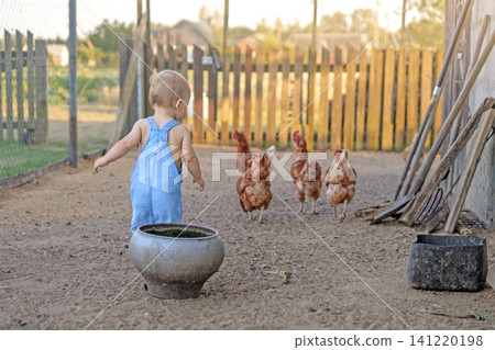 The baby is walking around the backyard, watching the chickens with interest. The baby is walking around the backyard, watching the chickens with interest. 141220198