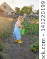 A little girl in rain boots is walking around the garden with a bucket, picking vegetables. 141220199