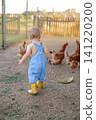 The baby walks along with the domestic chickens, watching with interest as the birds peck at the grain. 141220200