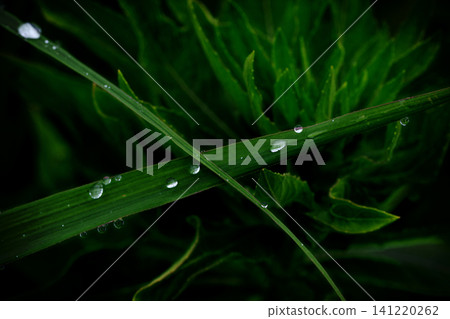 草與晨露 草與晨露 141220262