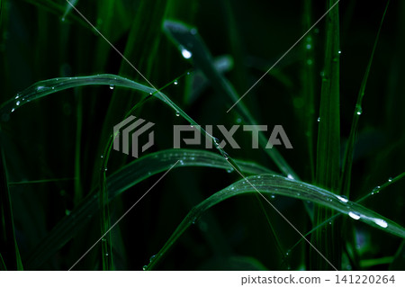 草與晨露 草與晨露 141220264