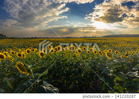 Sunflower field blooming under dramatic sunset light Sunflower field blooming under dramatic sunset light 141220287