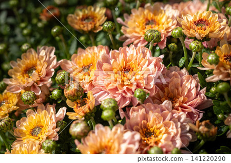 Chrysanthemum flowers blooming in warm autumn sunlight Chrysanthemum flowers blooming in warm autumn sunlight 141220290