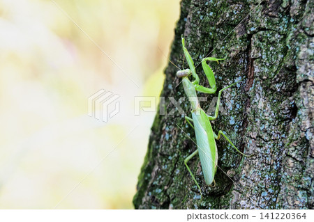 White-tailed Mantis White-tailed Mantis 141220364