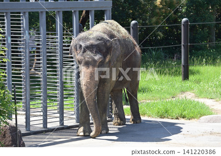 Walking Asian elephant Walking Asian elephant 141220386