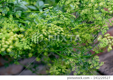 flowering parsley plant with delicate green umbels in herb garden 141220527