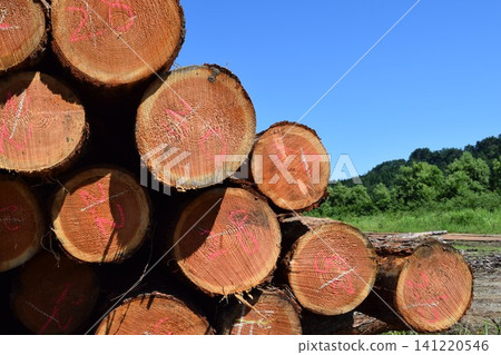 Logs of cut cedar Shonai, Yamagata Prefecture Logs of cut cedar Shonai, Yamagata Prefecture 141220546