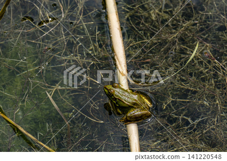 Close Up of a Green Frog in Freshwater. Close Up of a Green Frog in Freshwater. 141220548