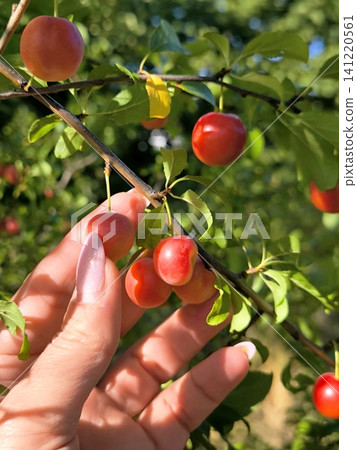 A woman's hand plucks a ripe cherry plum from the branch. A woman's hand plucks a ripe cherry plum from the branch. 141220561