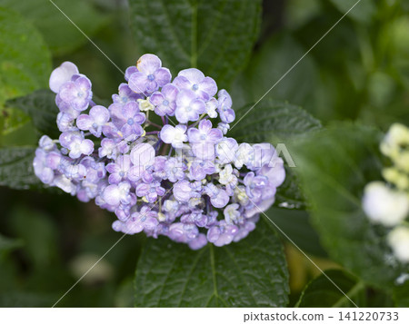 Hydrangeas wet with rain Hydrangeas wet with rain 141220733