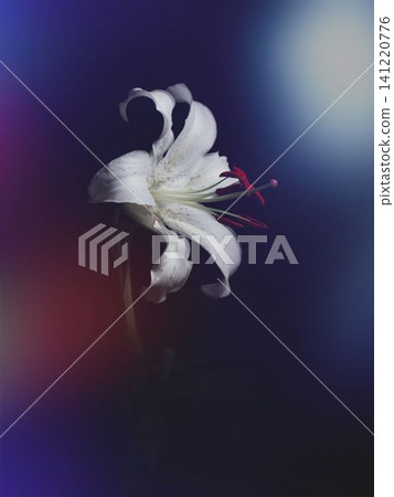 Takasago lily Takasago lily 141220776