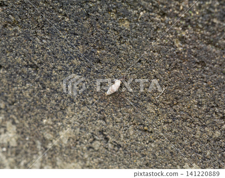 棒狀小蜂(Clausilia clavata)在混凝土塊牆上爬行 棒狀小蜂(Clausilia clavata)在混凝土塊牆上爬行 141220889