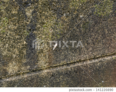 Clausilia clavata crawling on a concrete block wall Clausilia clavata crawling on a concrete block wall 141220890